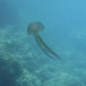 Profile photo of Lesley